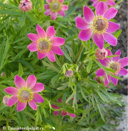 Anemone x lesseri, helovuokko